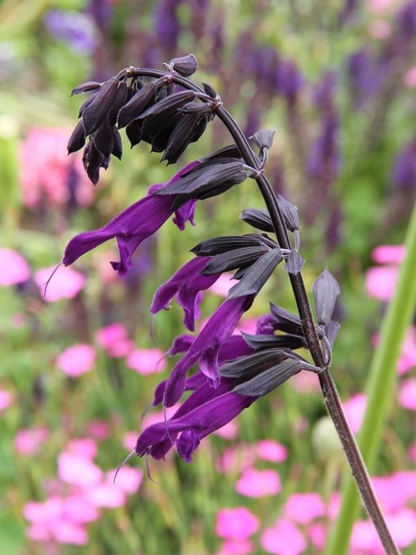 Sauge hybride Amistad violet - Salvia (x) guaranitica Godet de 8/9 cm - Image 1