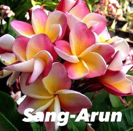 Sans Marque - Plumeria rubra "sang Arun" (frangipanier) Taille:Pot de 2 litres ? 20/30 cm - Couleur floraison:Blanc/jaune/rose