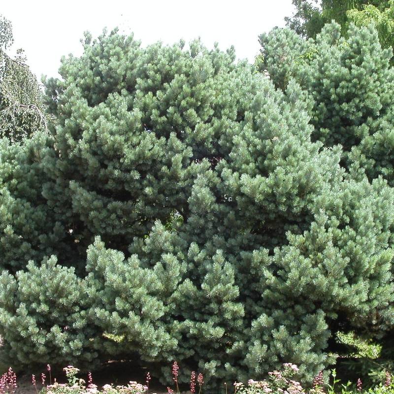 Pin sylvestre nain Watereri, Pinus - Pot de 5L - 40/60 cm