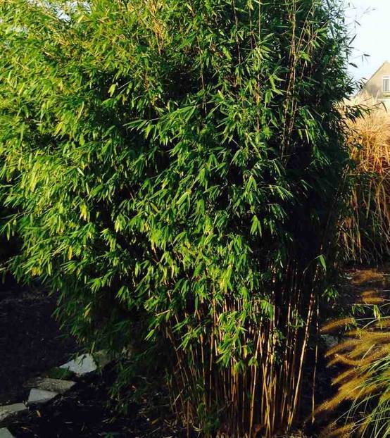 Sans Marque - Fargesia Obélisque (murielae x nitida) (Bambou non traçant) Taille:Pot 2 Litres - 40/50cm - 4/7 cannes