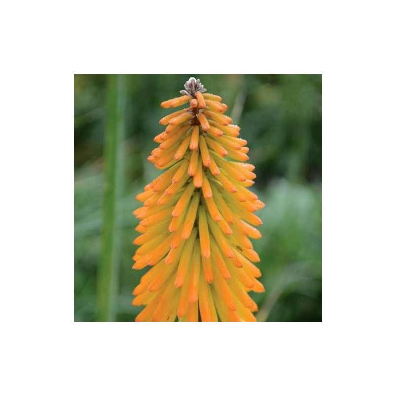 Kniphofia, Tison de Satan Mango Popsicle® à fleurs Orange/ - feuillage Caduc - Godet - 5/20 cm