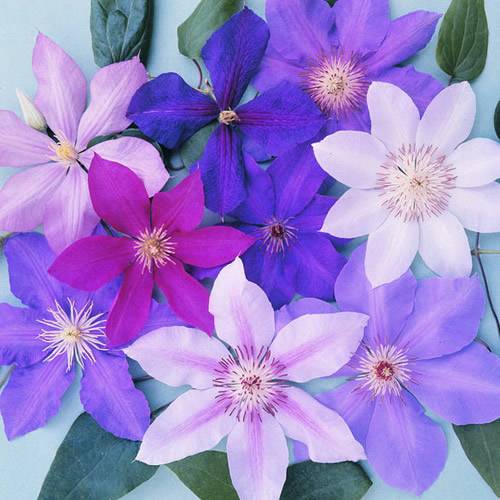 Gardenersdream - Mélange de 3 plantes grimpantes clématites - grandes plantes grimpantes à fleurs résistantes à l'hiver - GardenersDream - Imagen 1