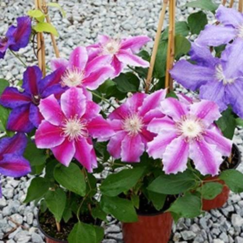 Gardenersdream - Mélange de 3 plantes grimpantes clématites - grandes plantes grimpantes à fleurs résistantes à l'hiver - GardenersDream - Imagen 3