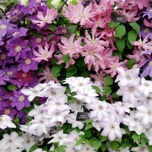 Gardenersdream - Mélange de 3 plantes grimpantes clématites - grandes plantes grimpantes à fleurs résistantes à l'hiver - GardenersDream - Imagen 2