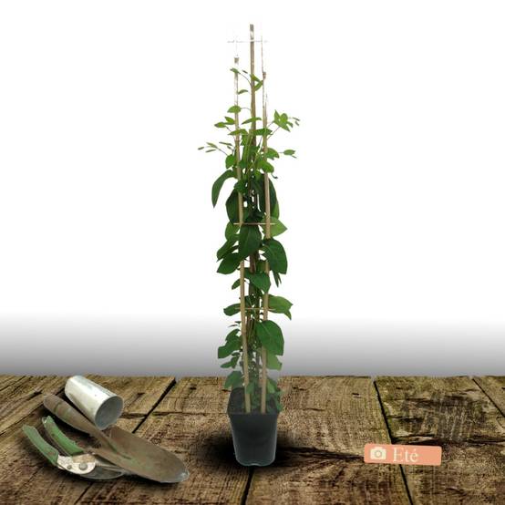 Chèvrefeuille Scentsation® à fleurs Blanche - feuillage Caduc - Godet - 5/20 cm- hauteur à maturité De 3,00 m à 5,00 m - Image 7