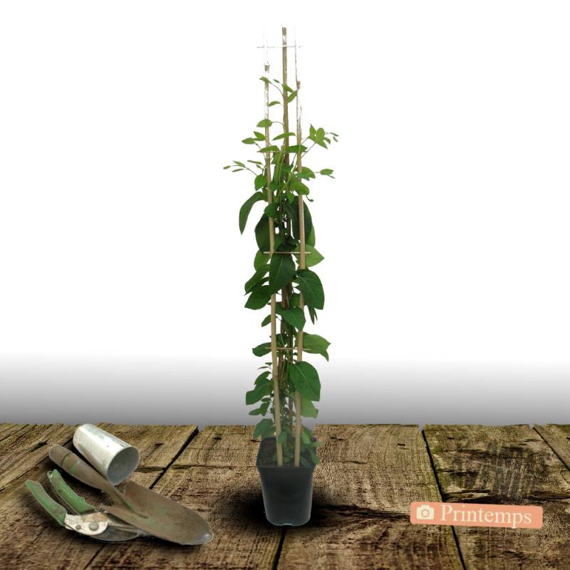 Chèvrefeuille Scentsation® à fleurs Blanche - feuillage Caduc - Godet - 5/20 cm-  hauteur à maturité De 3,00 m à 5,00 m - Image 9