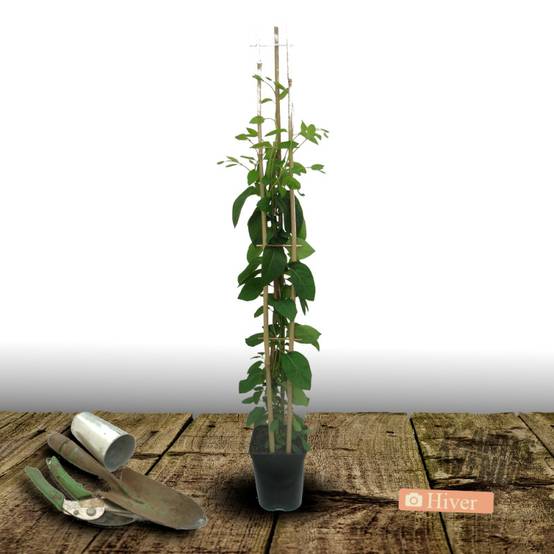 Chèvrefeuille Scentsation® à fleurs Blanche - feuillage Caduc - Godet - 5/20 cm- hauteur à maturité De 3,00 m à 5,00 m - Image 8
