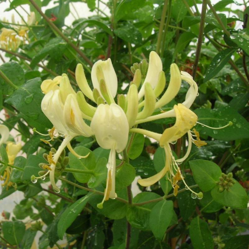 Chèvrefeuille Scentsation® à fleurs Blanche - feuillage Caduc - Godet - 5/20 cm- hauteur à maturité De 3,00 m à 5,00 m - Image 1