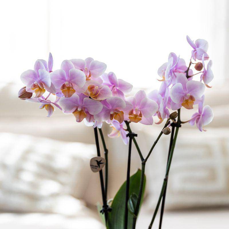 La Green Touch - Set Cadeau Romantique: Orchidée Phalaenopsis Rose et Pots en Céramique- La Green Touch - Imagen 2