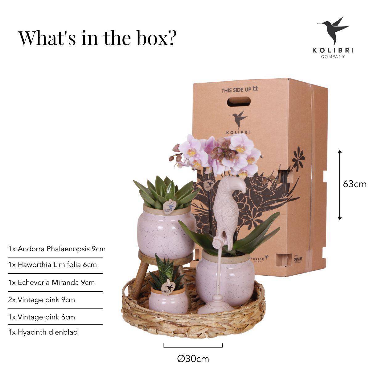 La Green Touch - Set Cadeau Romantique: Orchidée Phalaenopsis Rose et Pots en Céramique- La Green Touch - Imagen 3