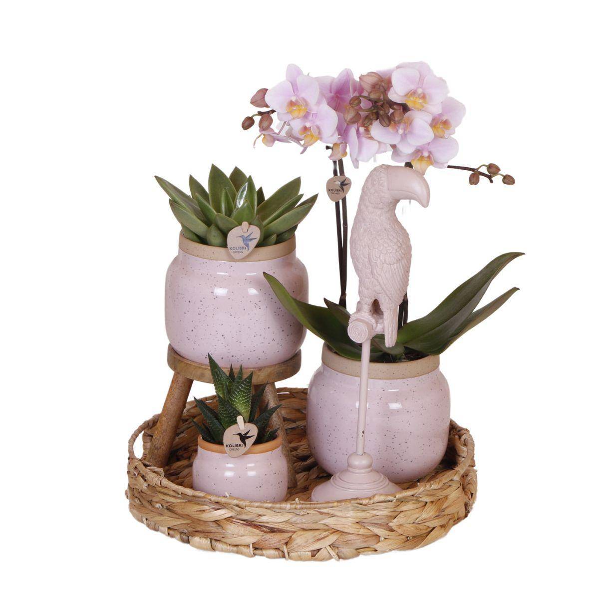 La Green Touch - Set Cadeau Romantique: Orchidée Phalaenopsis Rose et Pots en Céramique- La Green Touch - Imagen 1