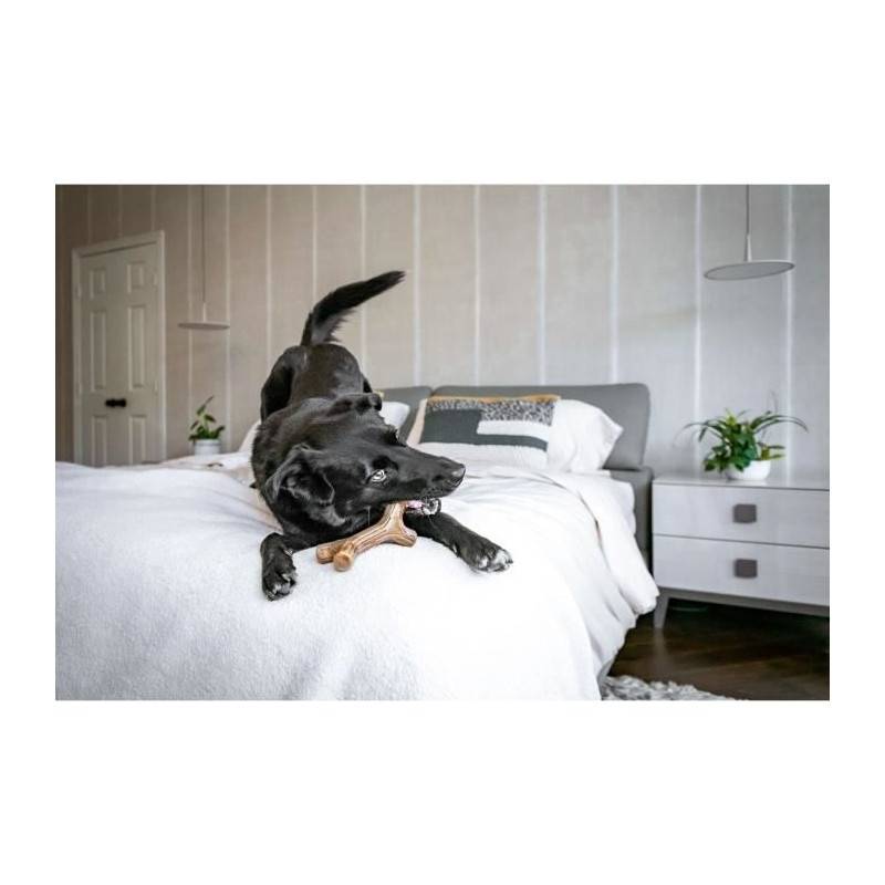 Benebone Jouet Bâton A Mâcher Pour Chien Adulte, Taille S, Saveur Bacon , Durable Et Résistant - Image 5
