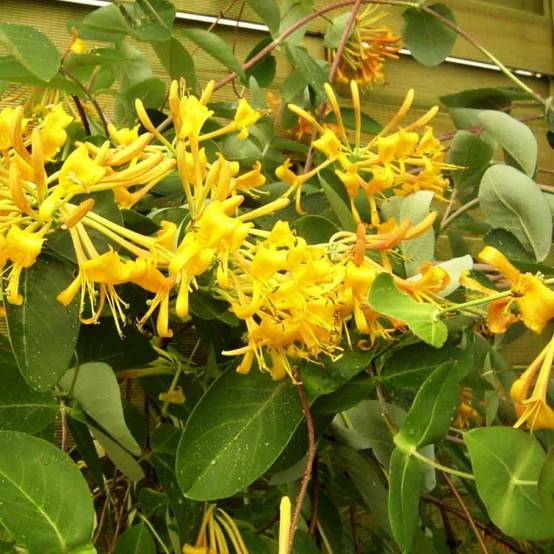Chèvrefeuille - Lonicera Mandarin® Pot de 1,5L/2L