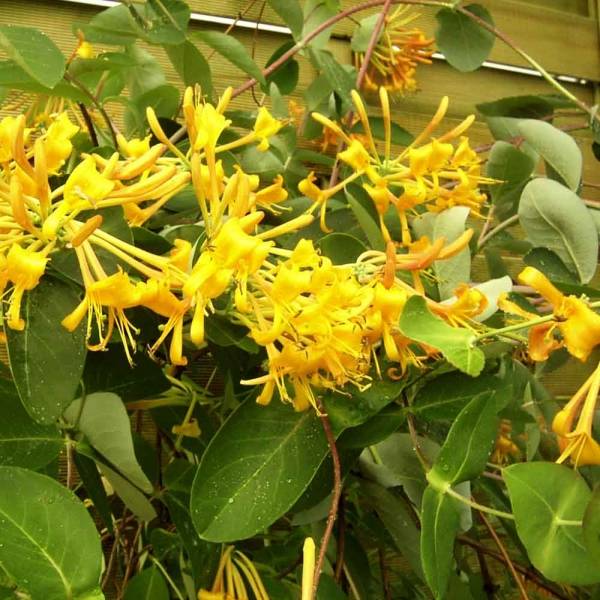 Chèvrefeuille - Lonicera Mandarin® Pot de 1,5L/2L