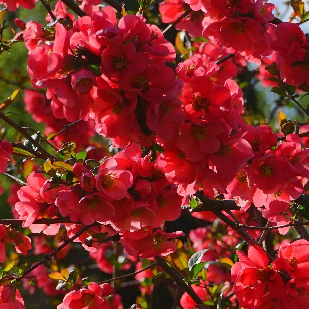 Cognassier du Japon Rubra Grandiflora à fleurs Rouge - feuillage Caduc - Pot de 3L - 20/40 cm-  hauteur à maturité De 3,00 m à 5,00 mm