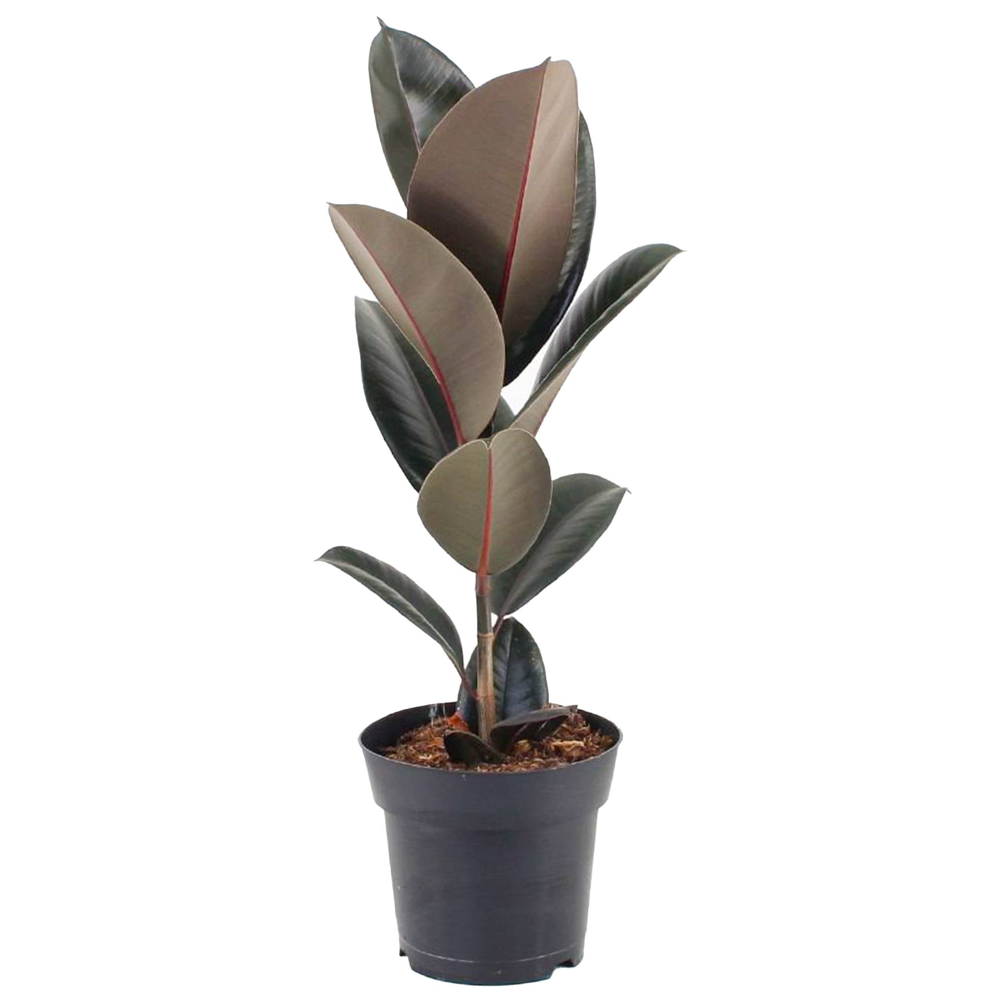 Gardenersdream - Ficus Abidjan Caoutchouc Hévéa Plante D'Intérieur Pour Maison Ou Bureau (De 30 À 40 Cm Avec Pot) - GardenersDream - Imagen 1