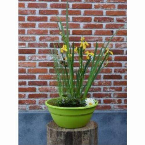 Moerings - Kit de 3 plantes aquatiques en mini-bassin - Gris anthracite - Imagen 4
