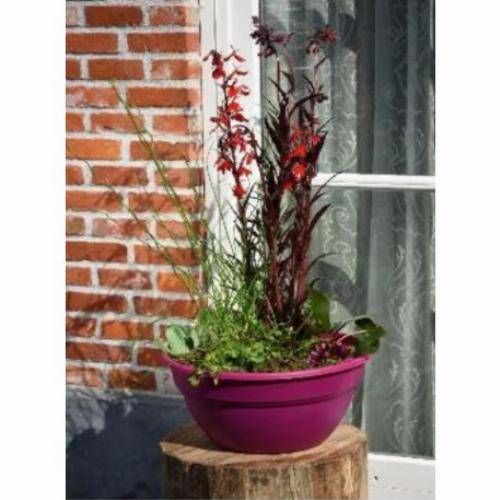 Moerings - Kit de 3 plantes aquatiques en mini-bassin - Gris anthracite - Imagen 2