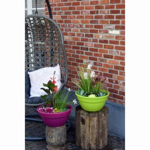 Moerings - Kit de 3 plantes aquatiques en mini-bassin - Gris anthracite - Imagen 5