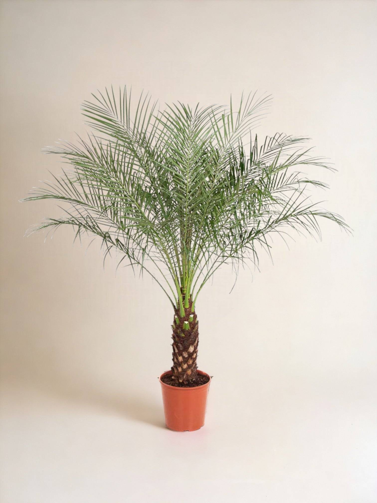 Phoenix Roebelenii 150cm - Plante d'intérieur- La Green Touch - Imagen 3