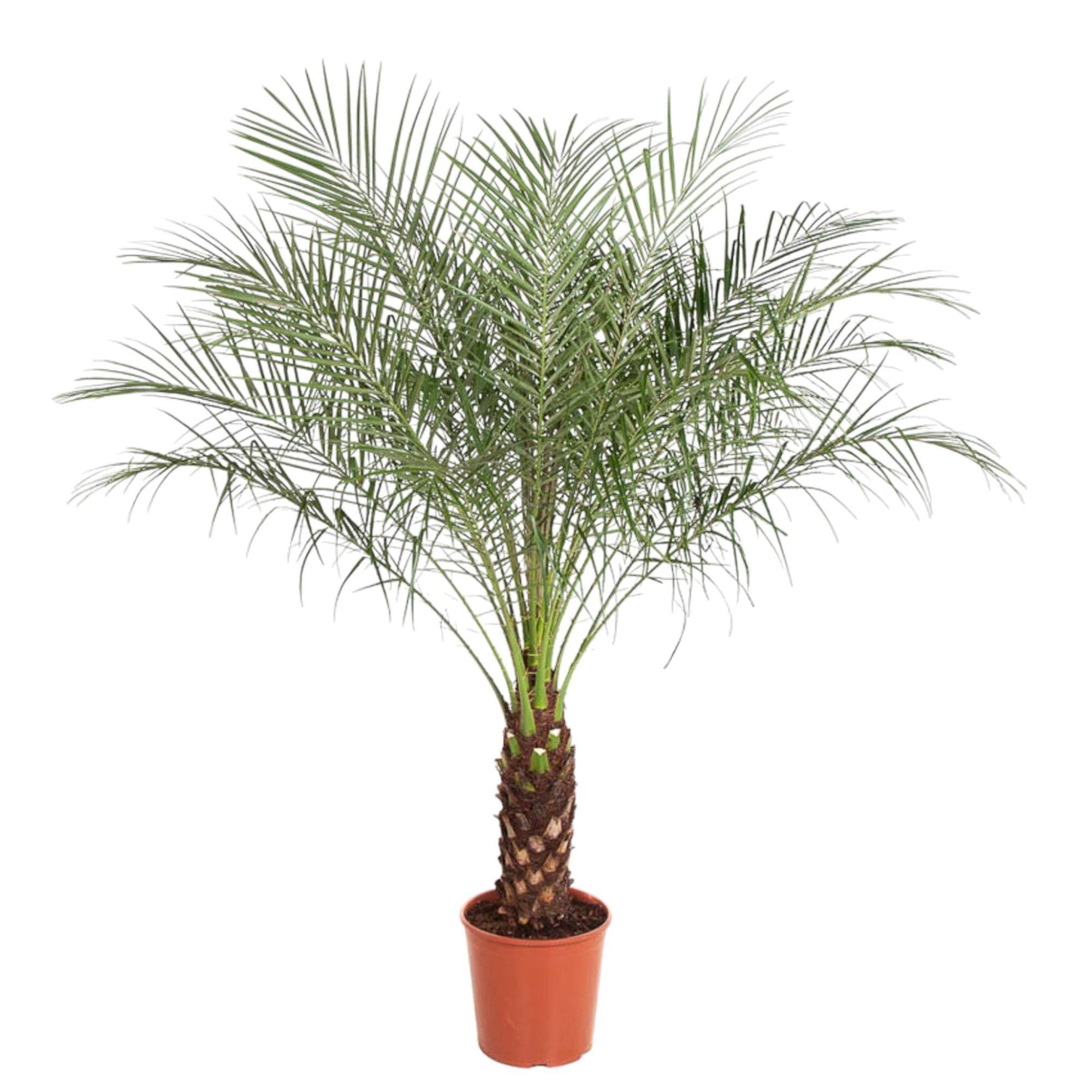 Phoenix Roebelenii 150cm - Plante d'intérieur- La Green Touch - Imagen 1