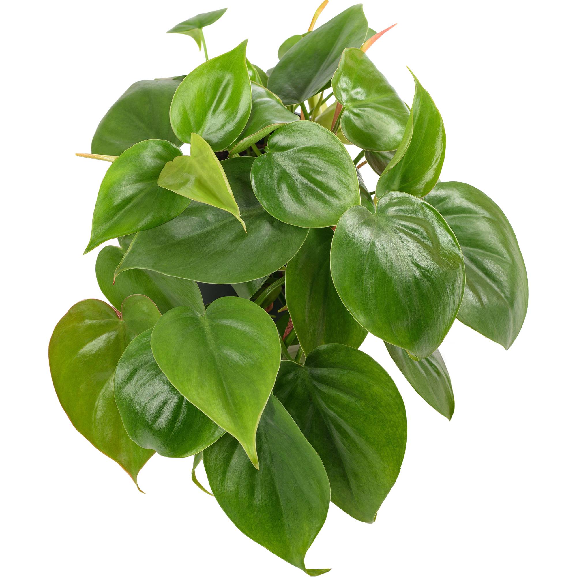 Gardenersdream - Philodendron Scandens | Plante Grimpante À Croissance Rapide | Plante Suspendue De 15 Cm - GardenersDream - Imagen 1