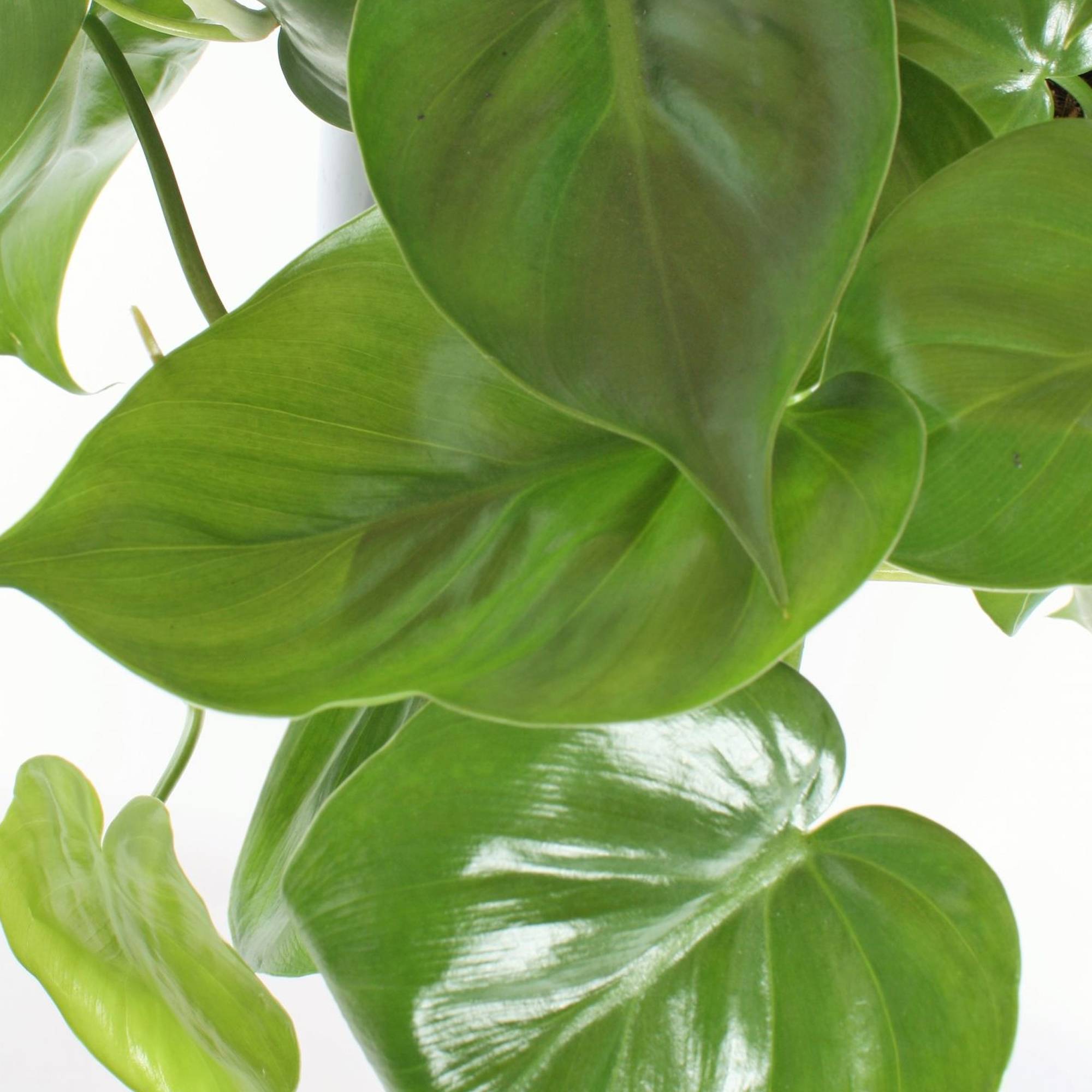 Gardenersdream - Philodendron Scandens | Plante Grimpante À Croissance Rapide | Plante Suspendue De 15 Cm - GardenersDream - Imagen 3