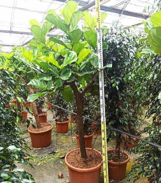 Sans Marque - Ficus lyrata (Ficus Lyre) Taille:Pot de 25L- 125/150cm - Image 4