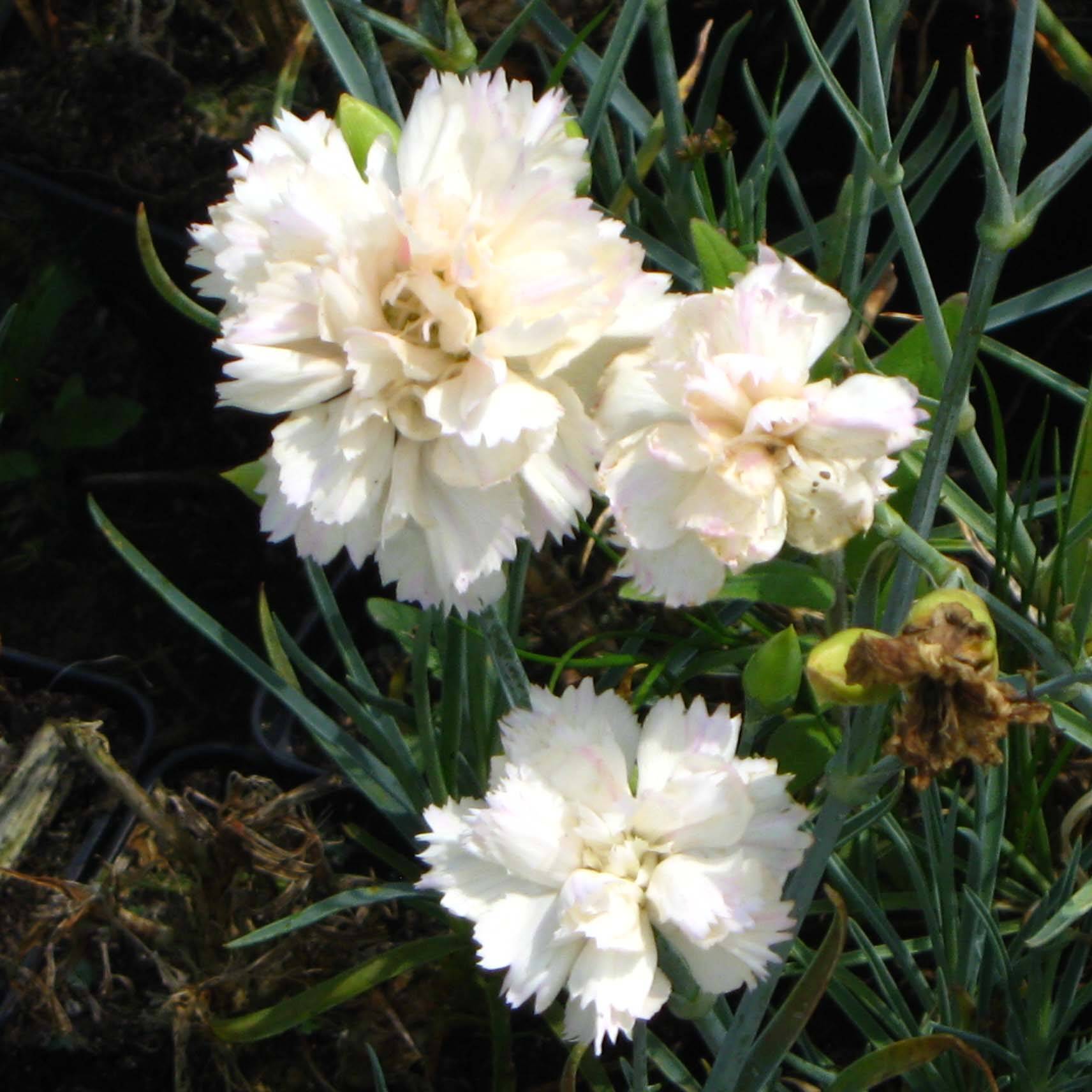 Promesse de Fleurs - Dianthus plumarius Devon Cream - Oeillet mignardise Godet de 8/9 cm
