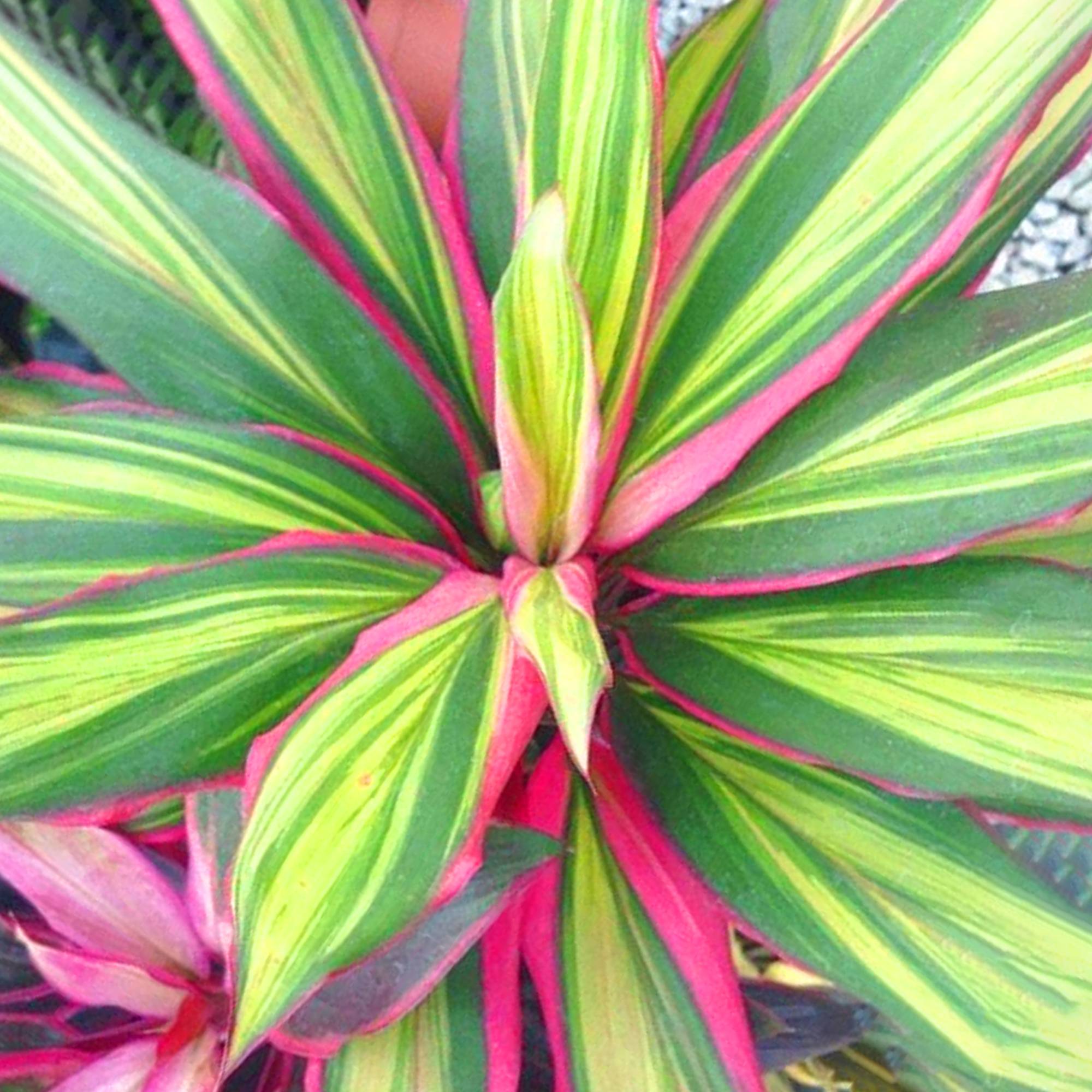 Gardenersdream - Cordyline Kiwi - Plante D'Intérieur Colorée En Pot | Épinard Hawaïen De 30 À 40 Cm - GardenersDream