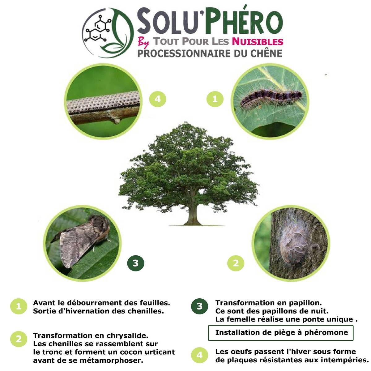 SOLUPHERO - Kit 1 Piège Funnel + 3 Phéromones Processionnaire du Chêne Bio - 1 Capsule 4 Semaines - Image 2