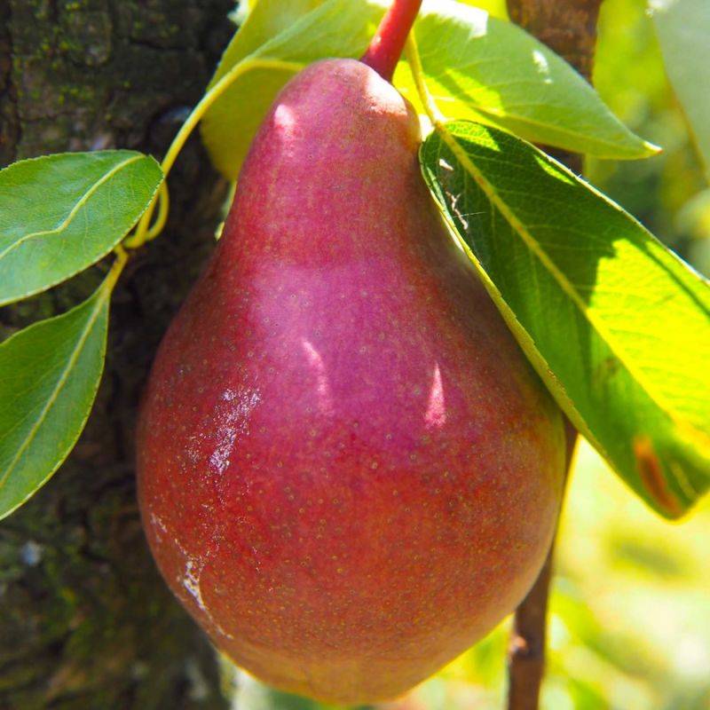 Poirier 'Dr Jules Guyot' (Pyrus communis 'Dr Jules Guyot') - Scion de 100cm - Pépinières Naudet - Imagen 1