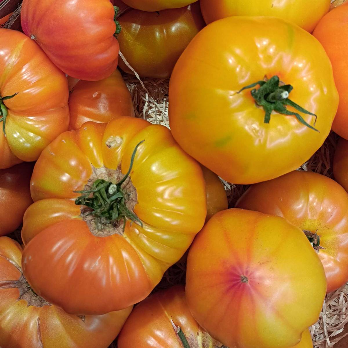 Tomate Ananas le sachet de 30 graines environ (0,1g)