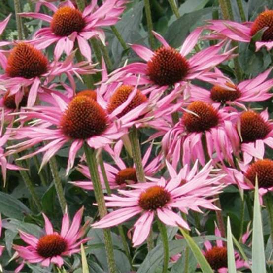 Echinacea Maxima - Echinacée Godet de 8/9 cm
