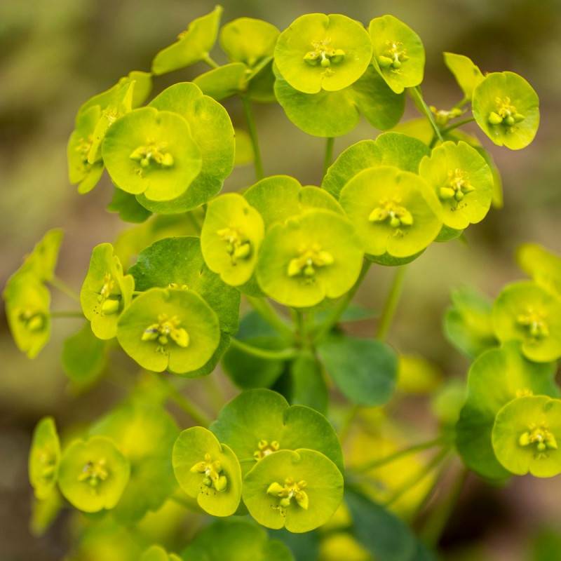 Euphorbe des bois Robbiae à fleurs Jaune/Vert - feuillage Persistant - Pot de 3L - 40/60 cm - Imagen 1