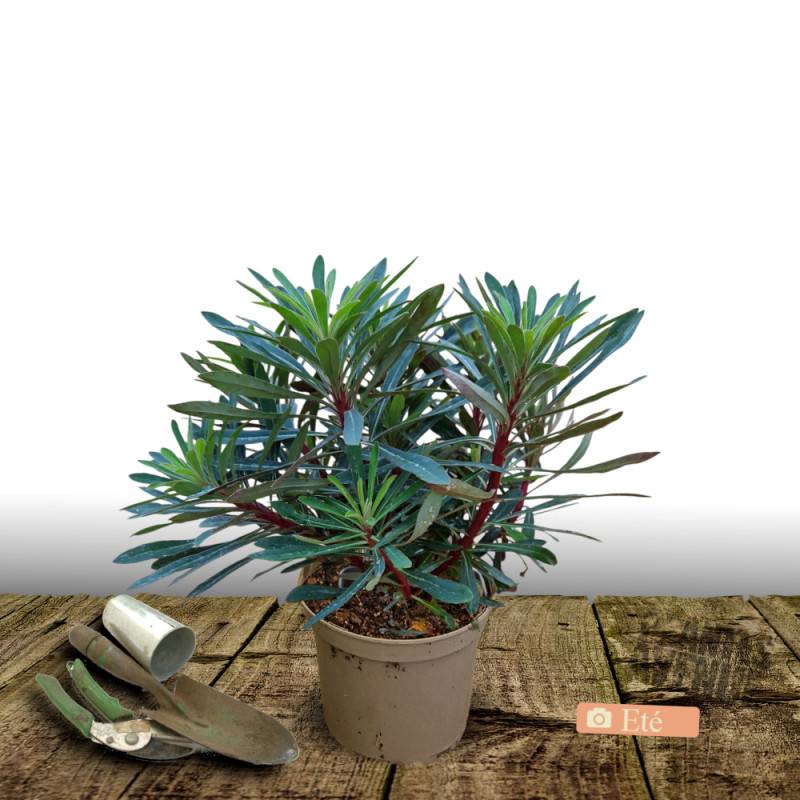 Euphorbe des bois Robbiae à fleurs Jaune/Vert - feuillage Persistant - Pot de 3L - 40/60 cm - Imagen 3