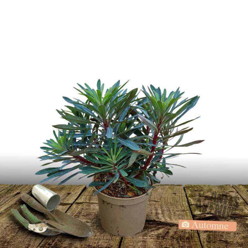 Euphorbe des bois Robbiae à fleurs Jaune/Vert - feuillage Persistant - Pot de 3L - 40/60 cm - Imagen 2