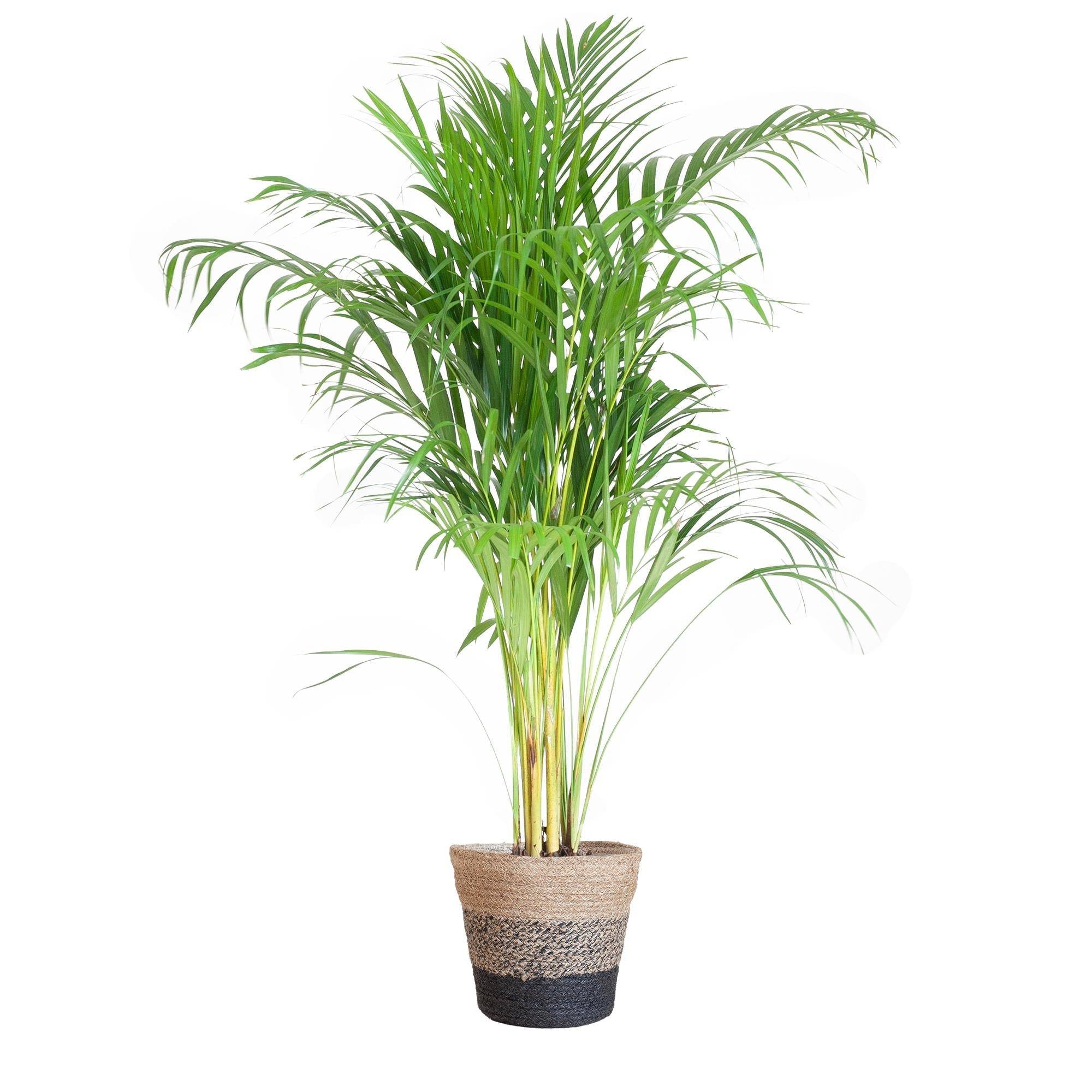La Green Touch - Palmier Areca et son pot- La Green Touch Gris - Hauteur 100cm - Image 6