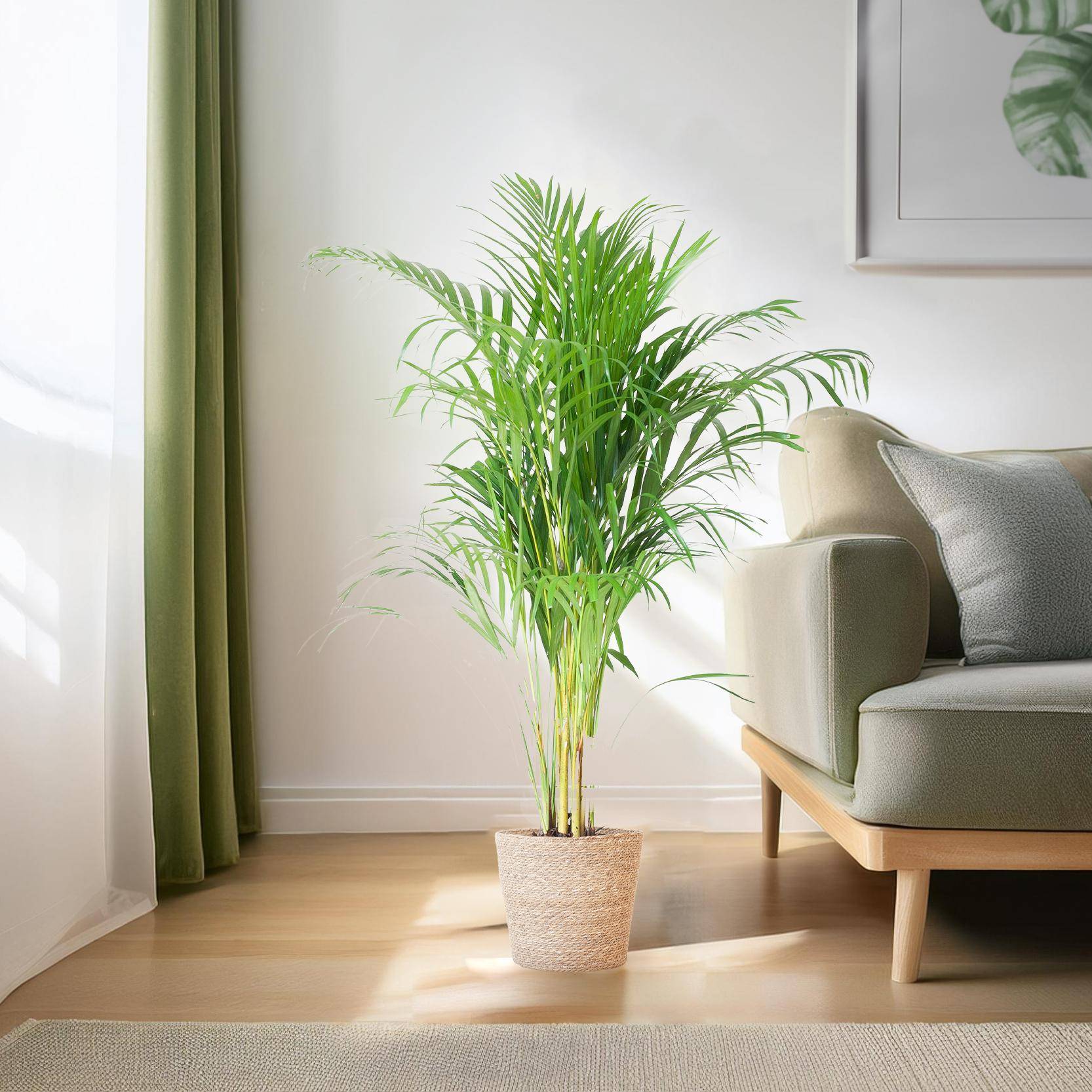 La Green Touch - Palmier Areca et son pot- La Green Touch Gris - Hauteur 100cm - Image 1