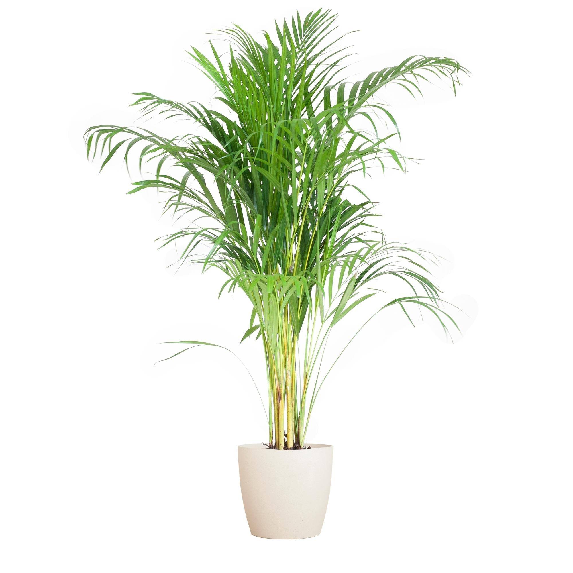 La Green Touch - Palmier Areca et son pot- La Green Touch Gris - Hauteur 100cm - Image 7