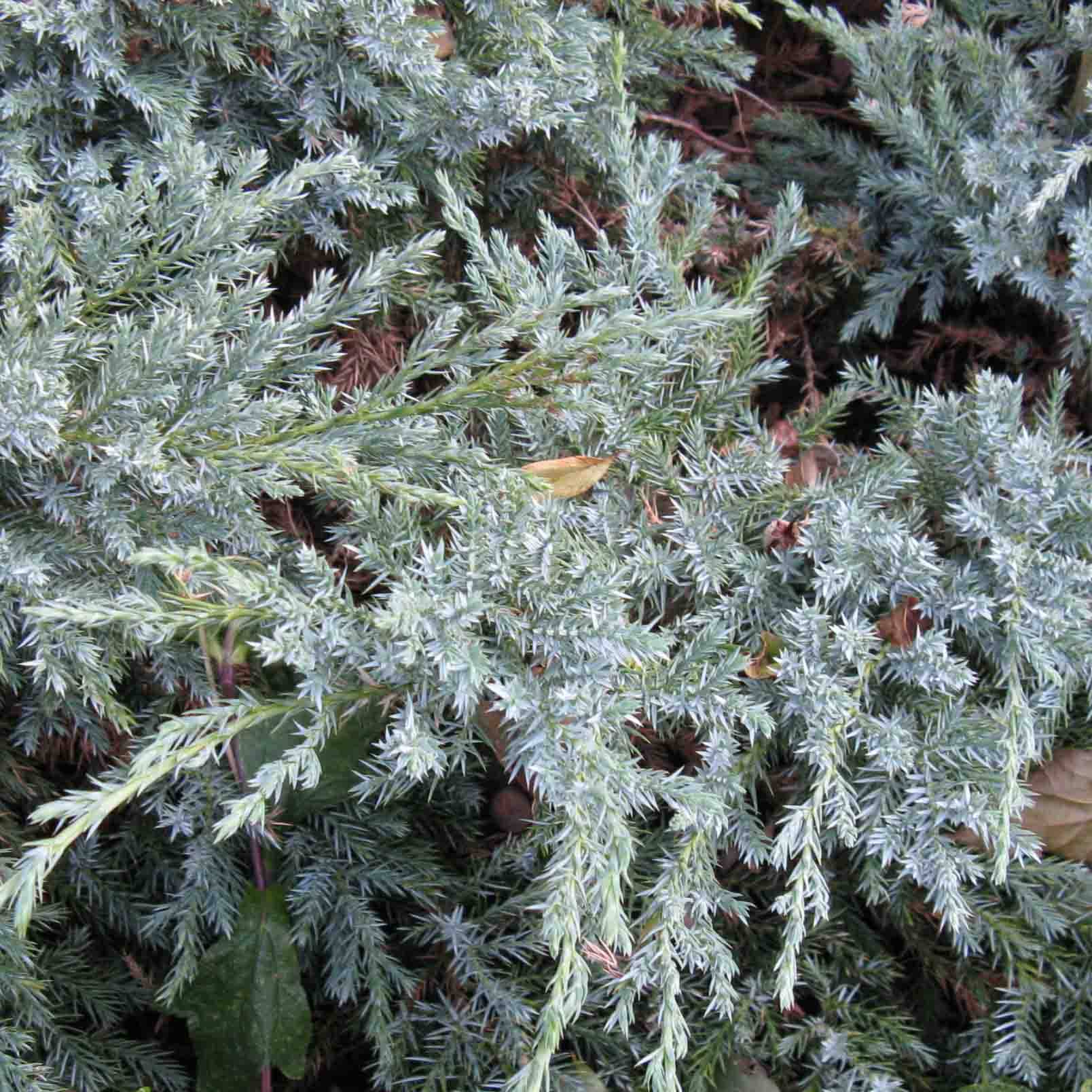 Genévrier écailleux - Juniperus squamata Blue Carpet Godet de 7/8 cm