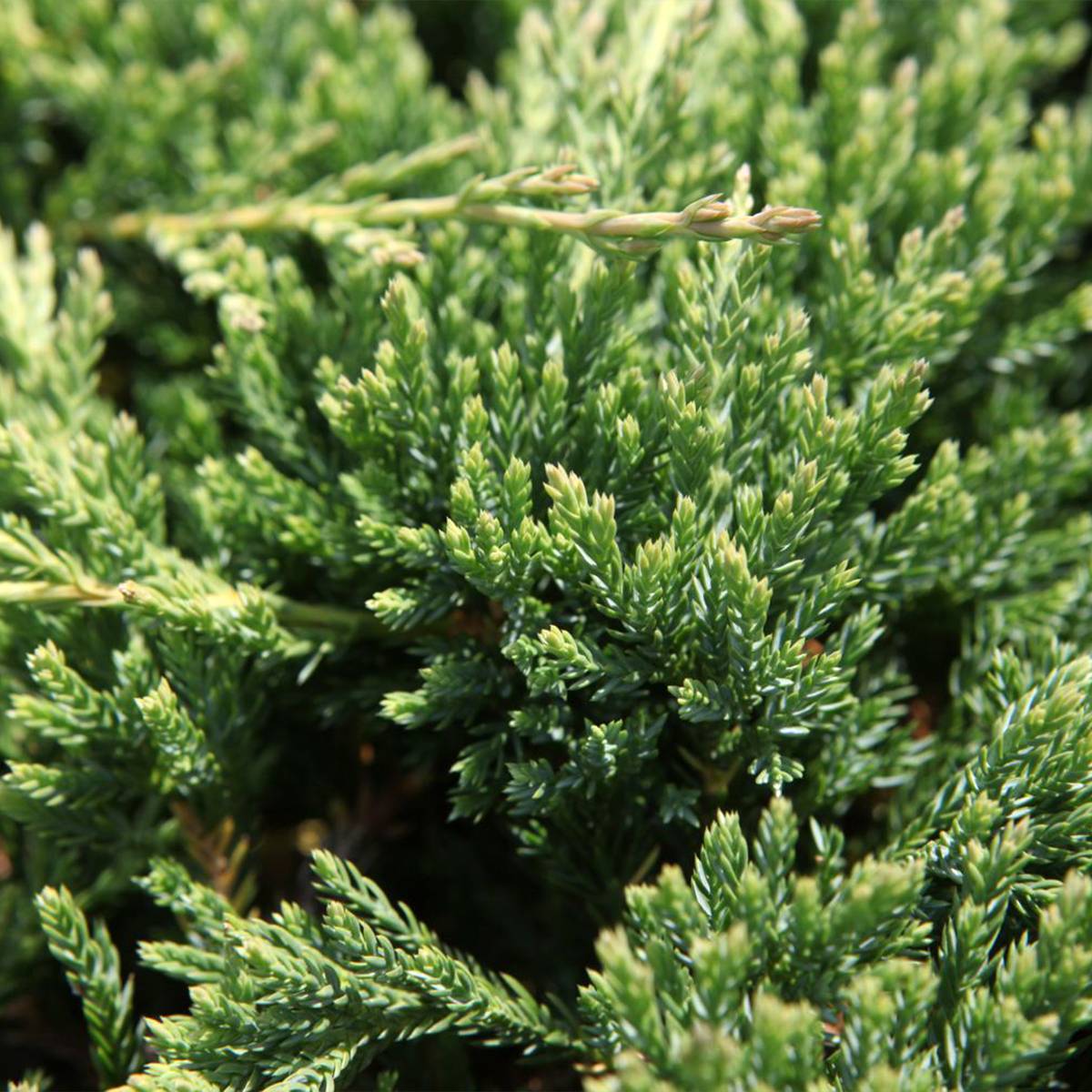 Genévrier horizontal - Juniperus horizontalis Prince Of Wales Pot de 2L/3L - Image 1