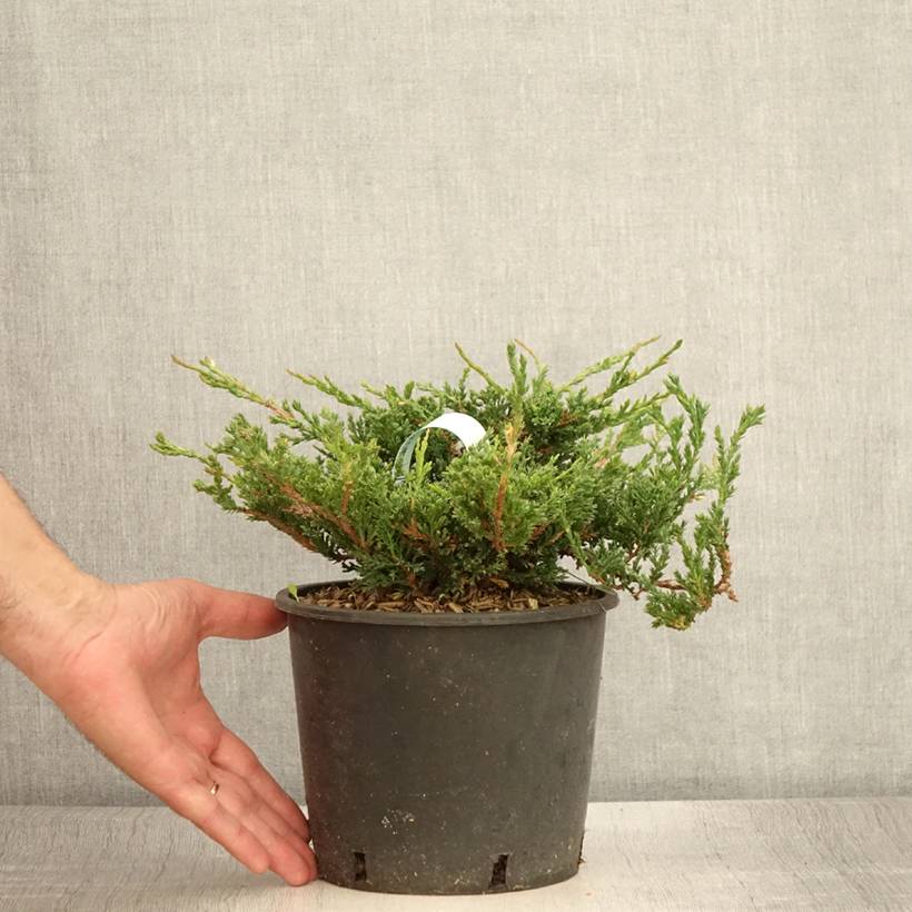 Genévrier horizontal - Juniperus horizontalis Prince Of Wales Pot de 2L/3L - Image 2