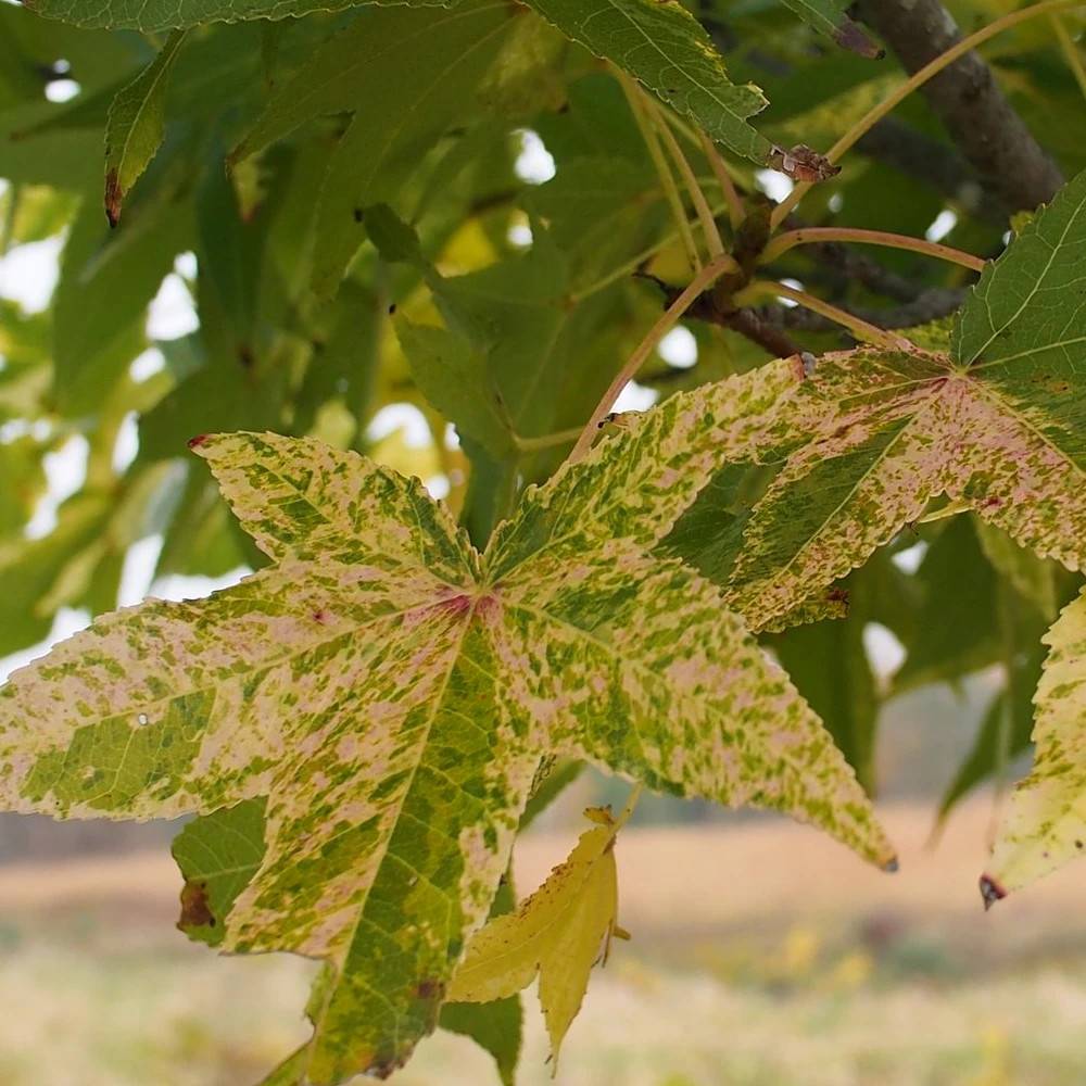 Copalme d'Amérique doré, Liquidambar - Pot de 15L - Baliveau