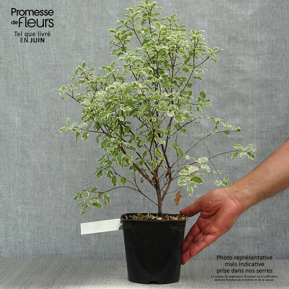 Promesse de Fleurs - Pittosporum tenuifolium Variegatum Pot de 2L/3L - Image 2