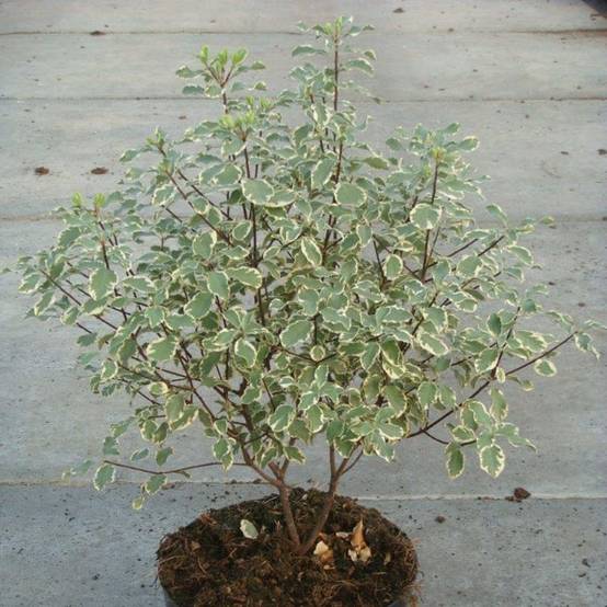 Promesse de Fleurs - Pittosporum tenuifolium Variegatum Pot de 2L/3L - Image 1