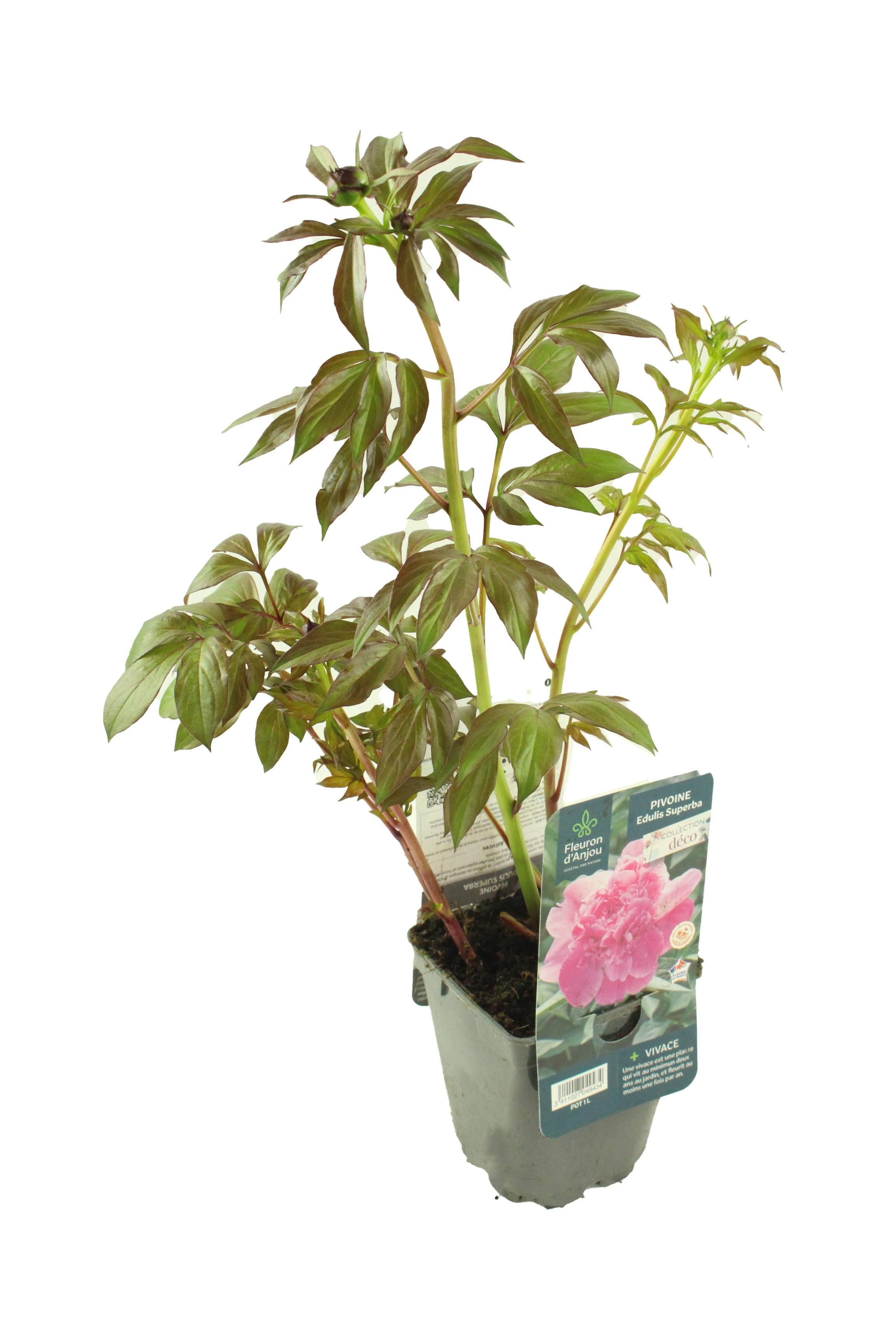 Pivoine Herbacée rose pot de 1litre - Image 1
