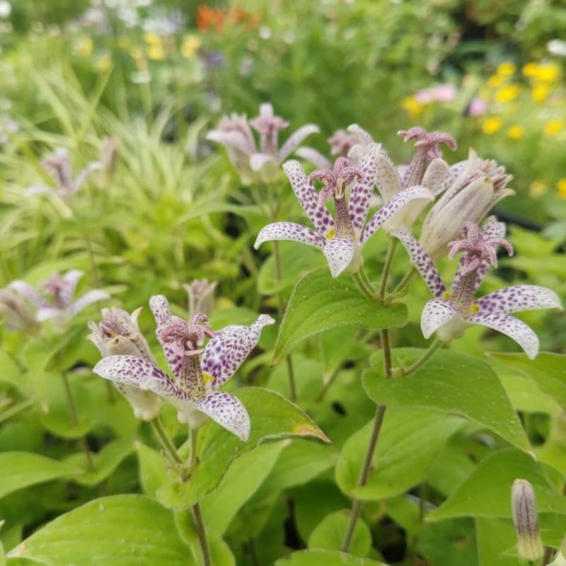 Lis orchidée hirta, Tricyrtis à fleurs Rose/Blanche - feuillage Caduc - Godet - 5/20 cm - Imagen 1