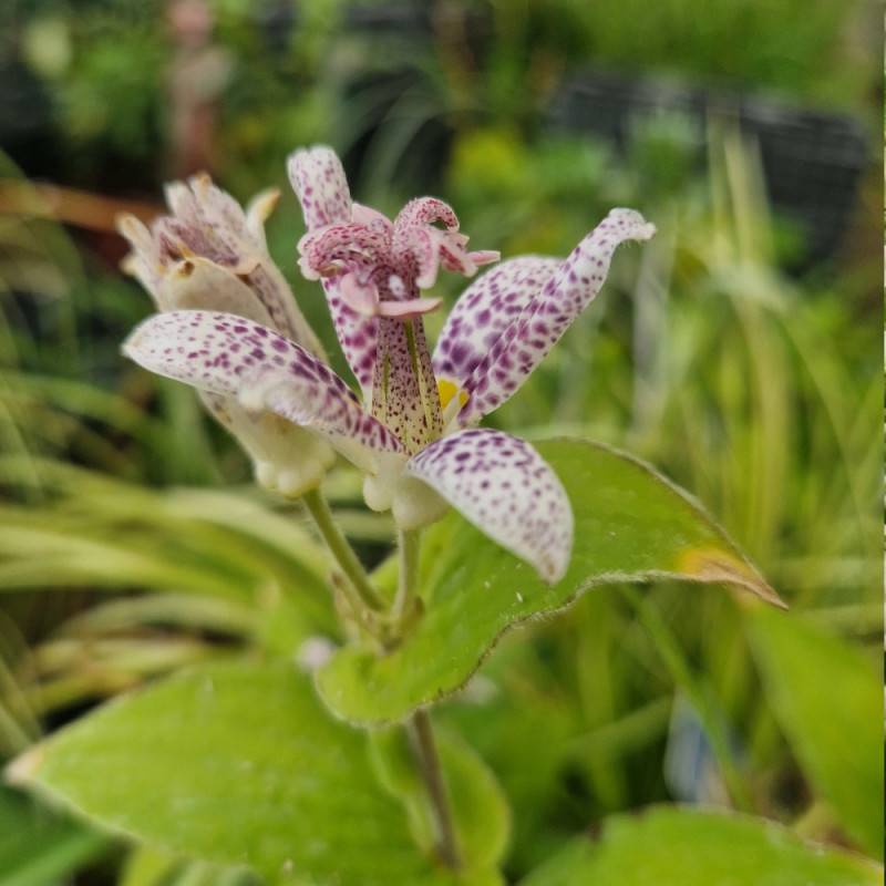 Lis orchidée hirta, Tricyrtis à fleurs Rose/Blanche - feuillage Caduc - Godet - 5/20 cm - Imagen 3
