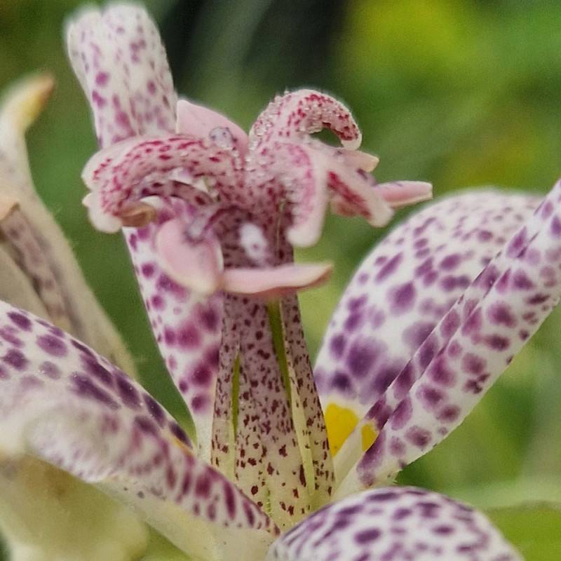 Lis orchidée hirta, Tricyrtis à fleurs Rose/Blanche - feuillage Caduc - Godet - 5/20 cm - Imagen 2